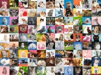 Ravensburger 16235 - 99 Katzen 1500 Teile Puzzle