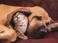 Clementoni 35004 Cuddles 500 Teile Puzzle High Quality...
