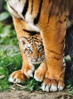 Clementoni 35046 Bengalisches Tigerbaby 500 Teile Puzzle...