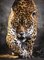 Clementoni 39326 Der Gang des Jaguar 1000 Teile Puzzle...