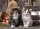 Clementoni 39340 Niedliche Kätzchen 1000 Teile Puzzle High Quality Collection