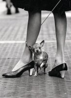 Clementoni 39634 Life Magazine Collection Chihuaua 1000...